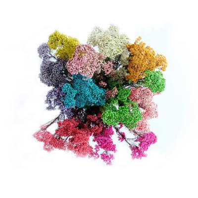 China Beautiful Colorful Newly Dried Preserved Ozothamnus Rice Flower Diosmifolius For Flower Arramgement for sale