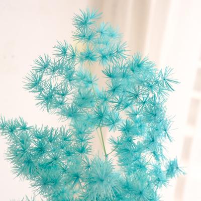 China Beautiful colorful MIWU wholesale dried flowers preserved fern ming asparagus for wedding decoration for sale