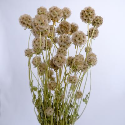 China Wedding Flower Arrangements Plant Outlet Preserved Flower Windmill Fruit Dried Flower Combretocarpus For Decoration for sale