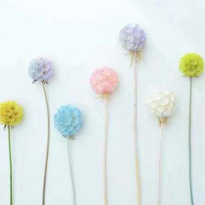 China Popular events decoration Yunnan plant flower windmill preserved fruit scabiosa for wedding home decorate for sale