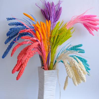 China Beautiful Colorful Popular Dried Natural Dried Flower Millet Flowers For Wedding Home Decoration for sale