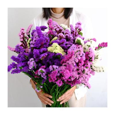 China Factory wholesale beautiful colorful preserved flowers dried forget-me-not flowers for home decoration and wedding for sale