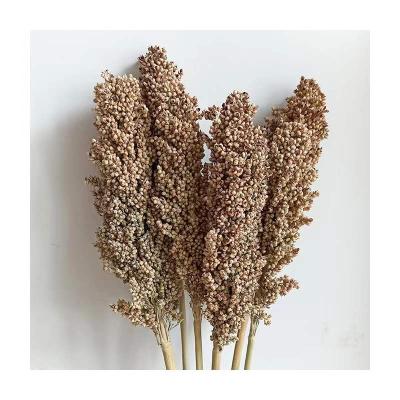 China Events Decoration Real Natural Dry Touch Dried Flowers Dried Sorghum For Wedding Home Decor Store for sale