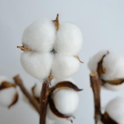 China High Quality Natural Cotton Flower Cotton Dried Dry Flower For Wedding Decoration for sale