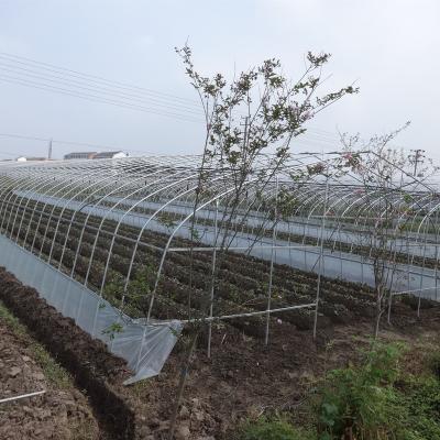 China Fruit Vegetable Flowers Agricultural Plastic Film Greenhouse For Vegetable And Tomato for sale