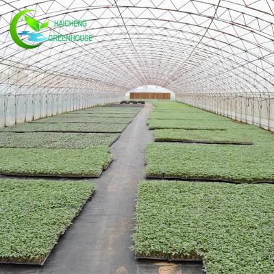 China Strong PE Steel Structure 20m Galvanized Iron For Greenhouse Seedling for sale