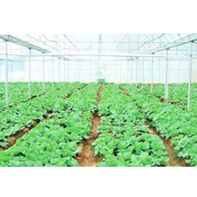 China Fruit Vegetable Flowers Agriculture Cheapest 200 Micron Greenhouse Film Green House Polythene Rolls for sale