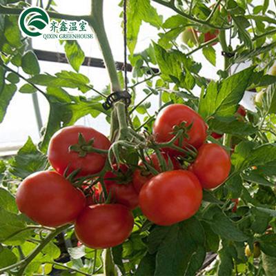 China Ventilation-Friendly Tomato Greenhouse with Dutch Bucket and Plastic Film Covering for sale