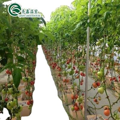 Cina Serre a copertura di pellicola per la coltivazione a strato singolo di ortaggi frutta e fiori in vendita