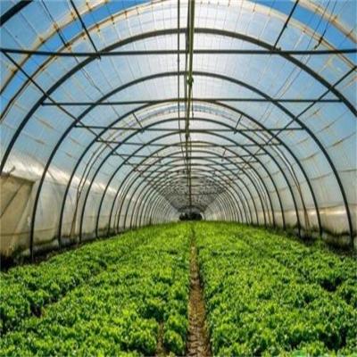 China Film Cover Single Layer Agricultural Greenhouse for Sustainable Farming for sale