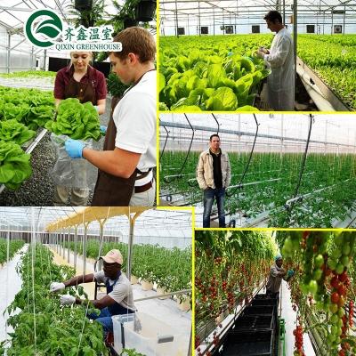 China PO Tower Garden for Vegetable Fruits Flowers Budget-Friendly Agricultural Greenhouse for sale