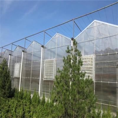 China Gran invernadero de vidrio Venlo perfecto para las necesidades de crecimiento de las plantas en venta