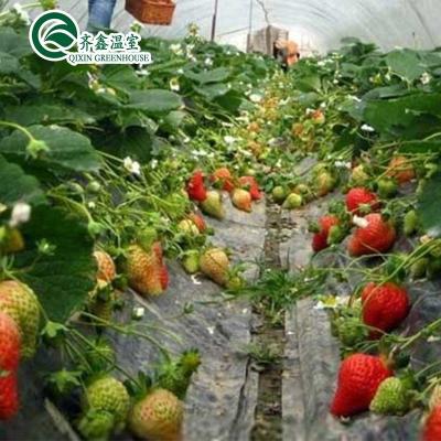 China Film Cover Double Layer Hydroponics Grow Kit System for Greenhouse for sale