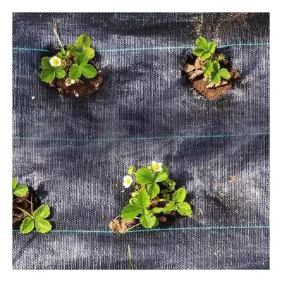 China Heavy Duty Agriculture Cultivation Weed Barrier Landscape Fabric For Outdoor Gardens Polypropylene Vegetation Cover for sale