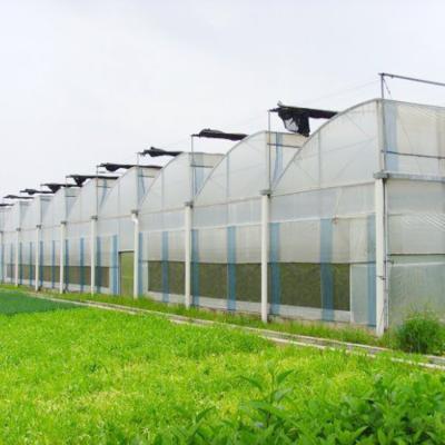 China Commercial Used Poly Greenhouse Tunnel Film Greenhouse Sawtooth Greenhouse for sale