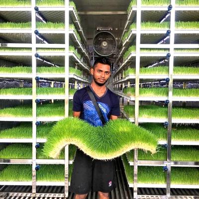 China Commercial Used Greenhouse Container Hydroponic Farms Greenhouse Hydroponic Systems For Fodder Grass for sale