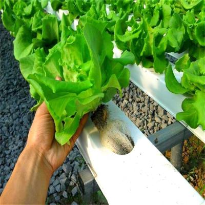 China Greenhouse Hydroponics nft Farming Systems Hydroponics Vertical Nft for sale