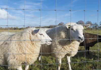 China Elektrisch Gegalvaniseerd Ijzer 0.5m Landbouwbedrijf Schermende Draad Mesh For Livestocks Te koop