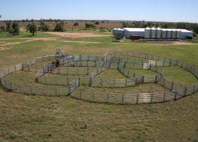 China Q235 Steel Cattle Yard Panels , 1.6x2.1m Portable Horse Stall Panels for sale