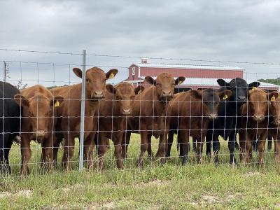 China Gegalvaniseerd Vast Netwerk van de Knoopdraad 2.0mm het Paard van de Omheiningsfor deer cattle van het Metaallandbouwbedrijf Te koop