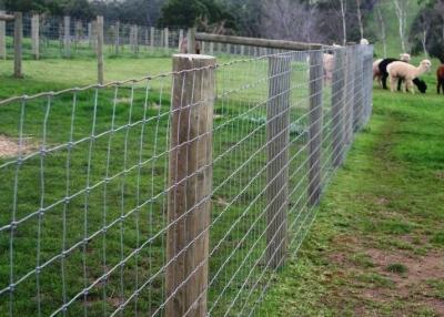 China Full Galvanized 1.2m Fixed Knot Wire Cattle Fencing for sale