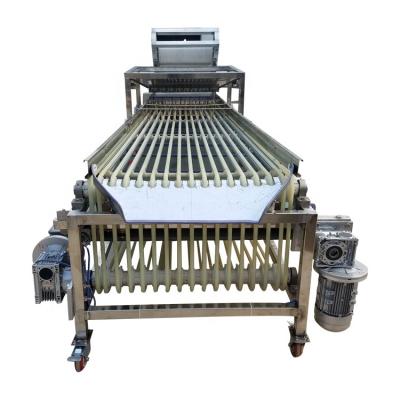 China Snacks Factory Fruit Avocado Dates Blueberry Potato Tomato Sorting Grading Machine for sale