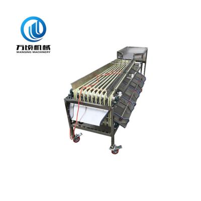 China Automatically Operation Fruit Pre-Sizing Machine Available For Medjool Date Jujube Dates Plums Sorting for sale