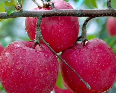 China 50%-90%Apple Polyphenols,Pyrus Malus Fruit Extract,Malus sylvestris extract CAS:85251-63-4 for sale