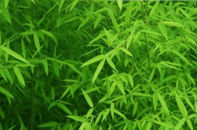 China herbal extract Bamboo Leaf Extract 10%-30% Flavonoids for sale