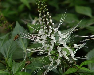 China spicate clerodendranthus herb extract Sinensetin 0.2%-0.5% for sale