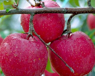 China Apple Extract, Malus sylvestris extract, apple polyphenol 70 cas.85251-63-4 for sale