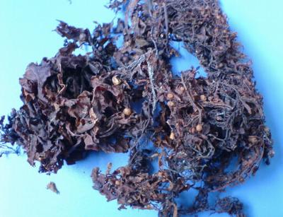 China seaweed extract ratio 10:1, seaweed polysaccharides, seaweed extract enhancing immunity for sale