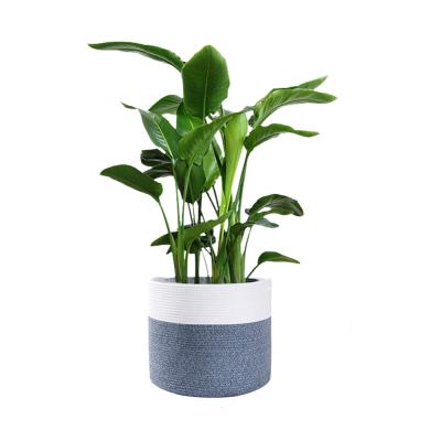 China Large Eco-Friendly Pastoral Rope Planter Sundayhome Indoor Planter for sale