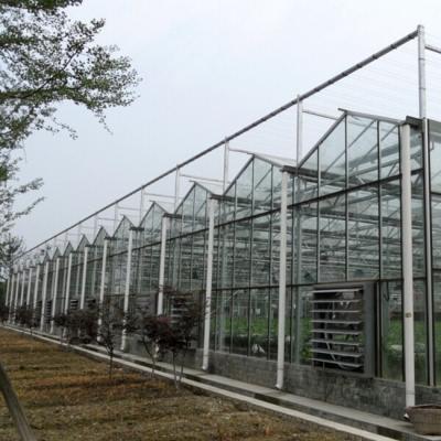 China 10 X 6 10 X 12 10 X 10 10 X 8 Commercial Glass Greenhouse Galvanized Steel Growing Flower Vegetable for sale