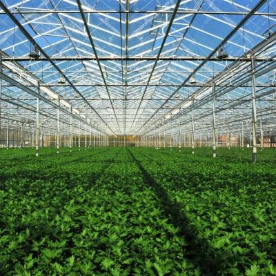 China 24 X 24 24 X 18 20x30 Venlo Custom Glass Greenhouse Cover Sides Polycarbonate Sheet Roof Covering For Tomatoes for sale