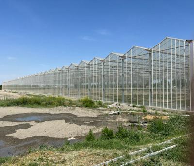 China 12m Span Gutter Connected Venlo Tempered Glass Greenhouse For Flowers 12x10 12x12 12x14 for sale