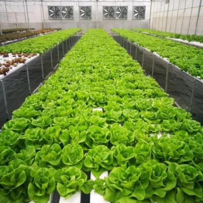 China 100x50mm Nft Hydroponic Gutter System Rain Pvc Channels Grow System For Lettuce Strawberry for sale