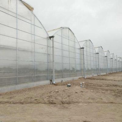 Chine Agriculture Serre en feuille de polycarbonate pour la culture de la tomate à vendre