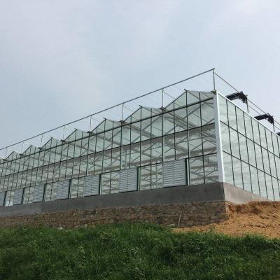 China Venlo Roof Glass Green House For Agriculture 10.8m Lettuce Leaf Vegetable Salad Greenhouse for sale