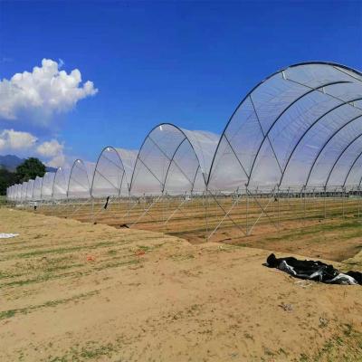 China Blueberry Strawberry Flower Low Cost Farming Tunnel Agricultural Greenhouses Rain Shelter for sale