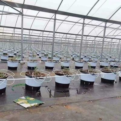 China Good Quality Poly Tunnel Green House Low Cost Hot Sale Polytunnel Berry Greenhouse for sale