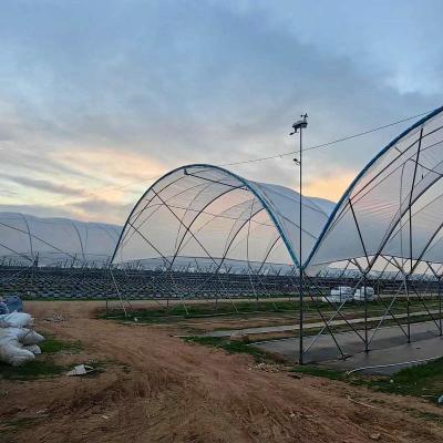 China Blueberry Strawberry Growing Multi Span Tunnel Film Greenhouse Use Scatting Film For Planting for sale