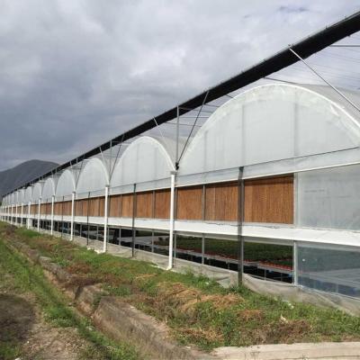 China Structure Galvanized Steel Low Cost Green House Multi Span Agricultural Greenhouses For Vegetable Tomato Growing for sale