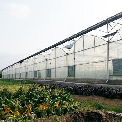 China Multi Span Film Greenhouse Structure Commercial Frames Large Plants Growing for sale