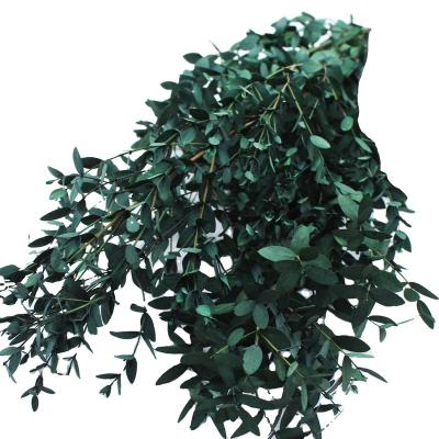 China Natural Fresh Preserved Eucalyptus Leaf Plant Dried Thin Leaves Tear Drop Eucalyptus Plant Flower Preserved Leaf Plant Outlet Eucalyptus for sale