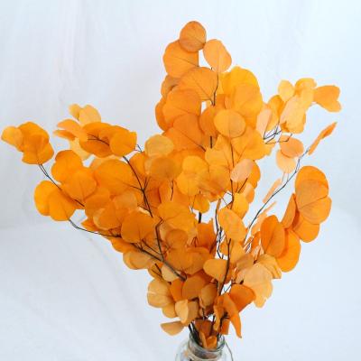 China Wedding Decoration Wholesales Wedding Home Decor Blue Green Red Eucalyptus Leaf Stems Apple Leaf Flower Natural Real Eucalyptus Leaf for sale