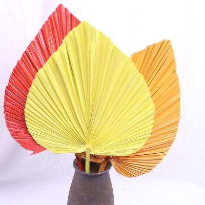 China Natural Touch Wedding Party Boho Decor Dried Vase Dried Flowers Fan Natural Dried Palm Leaves Dried Real Natural Palm Leaves Fan Palm Leaves for sale