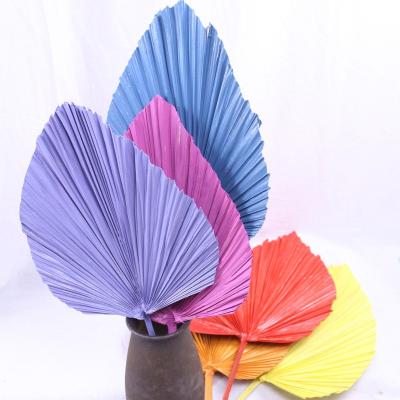 China Natural Touch Wholesale Natural Dry Flowers Mini Palm Leaves Amazon Hot Selling Decorative Fan Leaf For Desktop Layout for sale