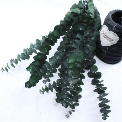 China Preserved Eucalyptus cinerea frosted everlasting Globulus Lea For Decoration Amazon hot sale eucalyptus real natural touch preserved foliage for sale