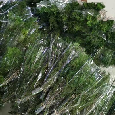 China Wholesale Fresh Natural Melaleuca Bracteata Dried Melaleuca Preserved Bracteata Dried Melaleuca Bracteata Dried Leaves Foliage for Wedding Decoration for sale